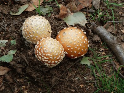 Three fungi