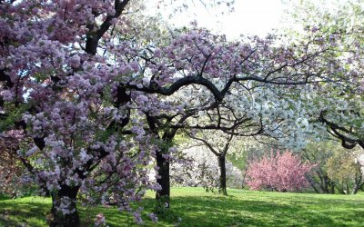 Blooming Garden