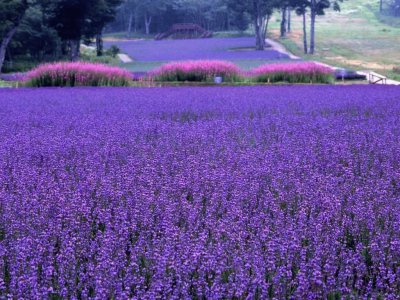 Lavender Park-Numata Gunma Japan