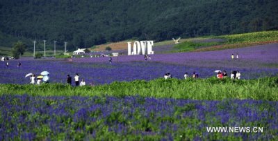 â™¥Love in the Lavender Fields-Shenyang, Chinaâ™¥