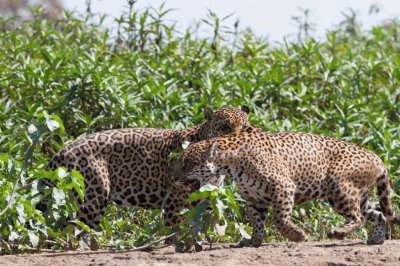 OnÃ§as do Pantanal - MS