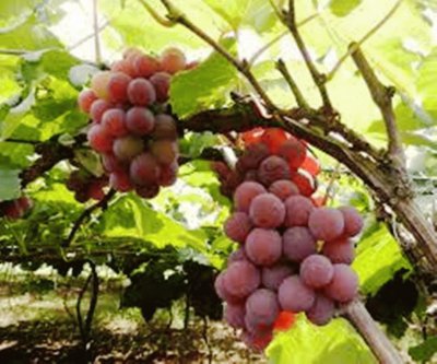 Parreira de Uvas