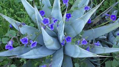 Desert Bluebells