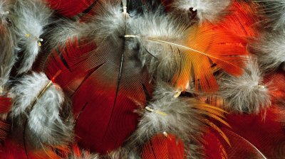 Feathers