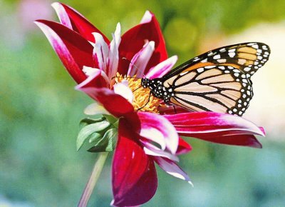 Mariposa en flor