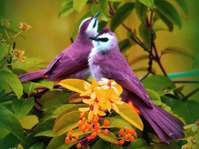 Purple Love Birds