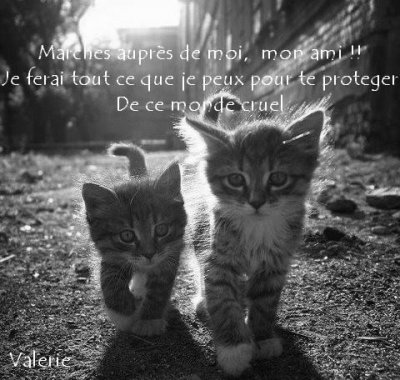 chatons