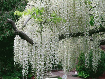 arbre Ã  fleurs