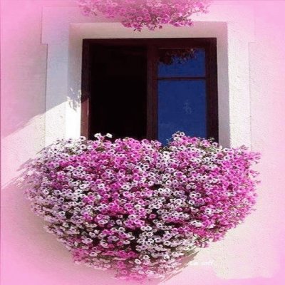 ventana de flores