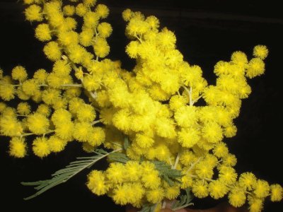 Mimosa