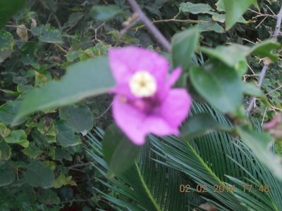 Flor morada