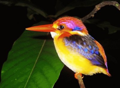 colorful kingfisher-40