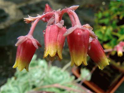 Cactus Flowers