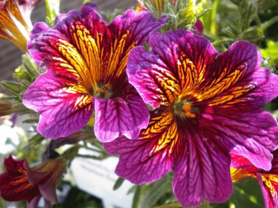 Leadville wild Flowers