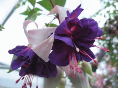 Vibrant Deep Purple Fuchsia