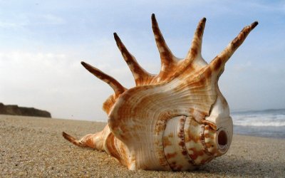 Sea Shell