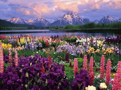 Grand Teton wild Flowers Wyoming USA