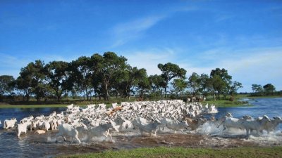 Gado Pantaneiro - Pantanal - MS