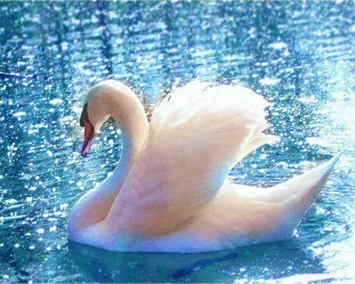 el cisne blanco