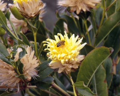 Abeja en Flor - Salta