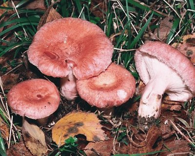 Lactarius torminosus