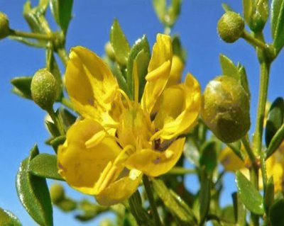 Jarilla - Larrea Tridentata