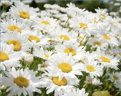 Margarita mediana (Bellis sylvestris)