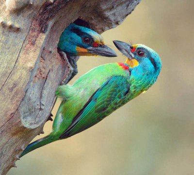 pÃ¡jaros de colores