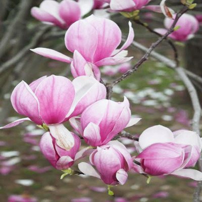 Magnolia en flor