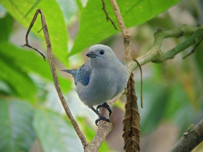 pajaros