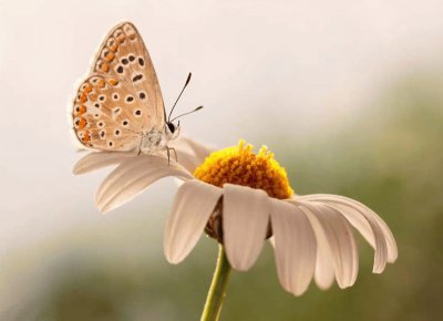 mariposa sobre margarita