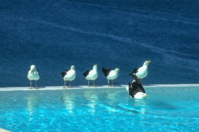 Seagulls Plettenberg Bay