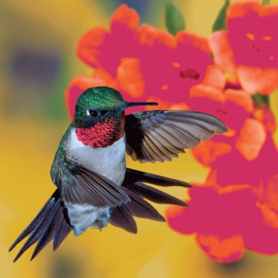 Hummingbird