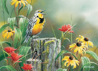 Meadowlark