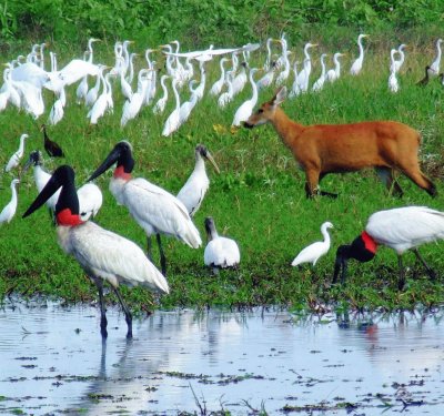 Animais do Pantanal - Brasil