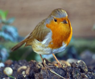 Robin