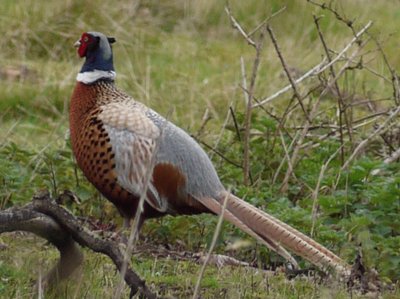 Pheasant