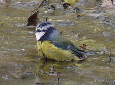 Bird bath