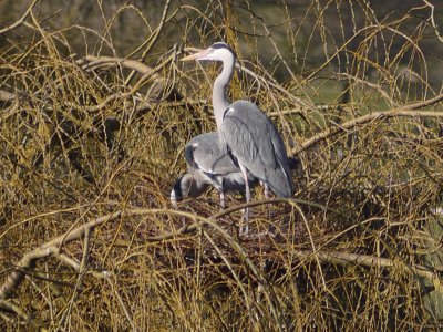 heron