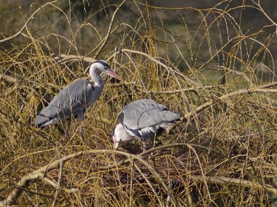 herons