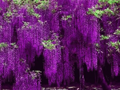 fleurs: glycine