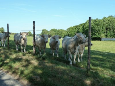 Charolais bullocks