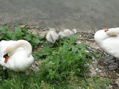 Swan and cygnets