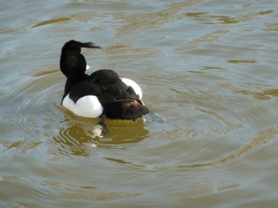 Tufted duck