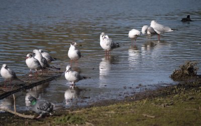 seagulls