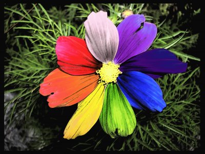 Rainbow Flower