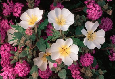 Dune Primrose and Sand Verbena