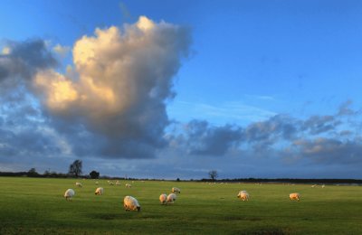 sheep and clouds