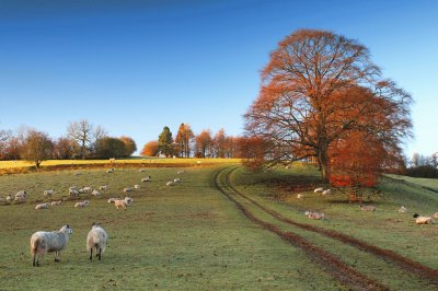 frosty Cotswold morning