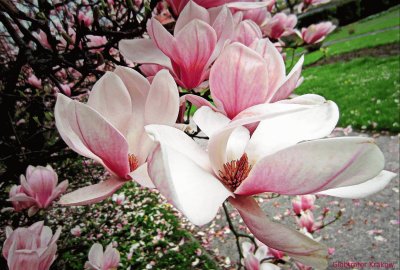 magnolia fleurs